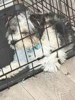 casper, a male Yorkshire Terrier for sale in Washington Boro, PA – Photo 3 of 3