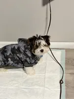 casper, a male Yorkshire Terrier for sale in Washington Boro, PA – Photo 2 of 3