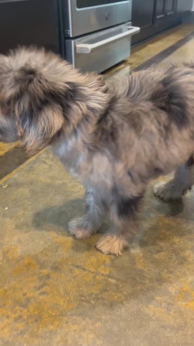Sailor, a female Miniature Aussiedoodle for sale in Bush, LA – 3 of 7