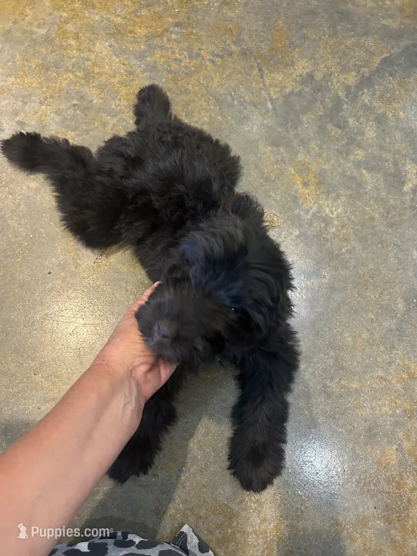 Fisher – Miniature Aussiedoodle puppy for sale in Bush, LA