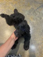 Fisher, a male Miniature Aussiedoodle for sale in Bush, LA – 1 of 8