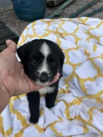 Buttons   (Please read full description), a male Toy Australian Shepherd for sale in Bush, LA – 3 of 7