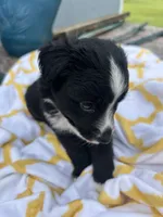 Buttons   (Please read full description), a male Toy Australian Shepherd for sale in Bush, LA – 5 of 7