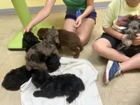 Sailor, a female Miniature Aussiedoodle for sale in Bush, LA – 3 of 3