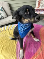 Coal, a male Australian Shepherd and Miniature Australian Shepherd for sale in Bush, LA – 6 of 8