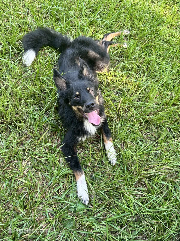 Coal – Australian Shepherd, Miniature Australian Shepherd puppy for sale in Bush, LA