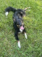 Coal, a male Australian Shepherd and Miniature Australian Shepherd for sale in Bush, LA – 1 of 8