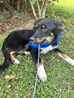 Coal, a male Australian Shepherd and Miniature Australian Shepherd for sale in Bush, LA – 7 of 8