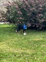 Coal, a male Australian Shepherd and Miniature Australian Shepherd for sale in Bush, LA – 3 of 8