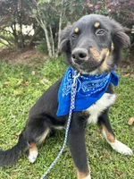 Coal, a male Australian Shepherd and Miniature Australian Shepherd for sale in Bush, LA – 8 of 8
