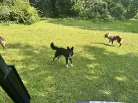 Coal, a male Australian Shepherd and Miniature Australian Shepherd for sale in Bush, LA – 5 of 8
