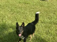 Coal, a male Australian Shepherd and Miniature Australian Shepherd for sale in Bush, LA – 2 of 8