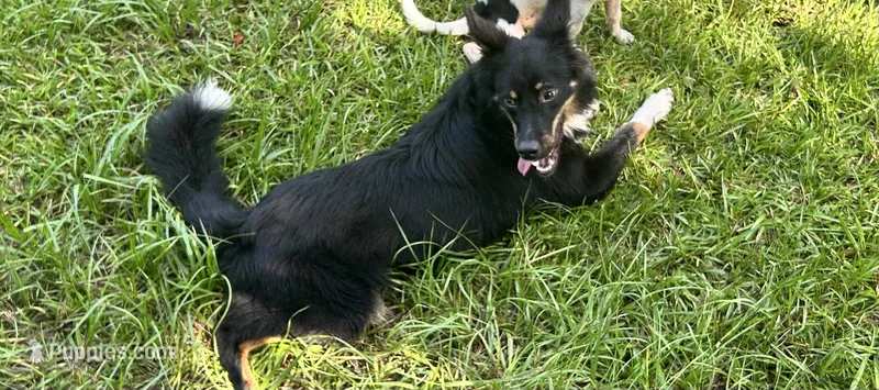 Coal – Australian Shepherd, Miniature Australian Shepherd puppy for sale in Bush, LA