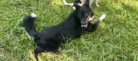 Coal, a male Australian Shepherd and Miniature Australian Shepherd for sale in Bush, LA – 4 of 8