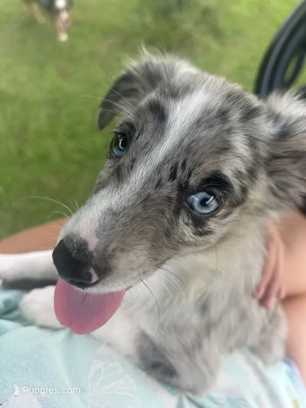 Patches  ( Please read full description) – Toy Australian Shepherd puppy for sale in Bush, LA