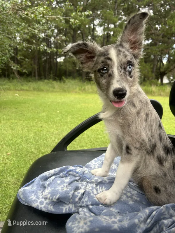 Patches  ( Please read full description) – Toy Australian Shepherd puppy for sale in Bush, LA