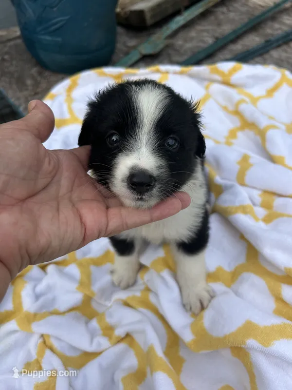 Ribbons  (Please read full desription) – Toy Australian Shepherd puppy for sale in Bush, LA