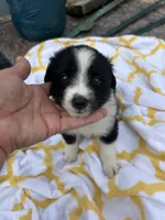 Ribbons  (Please read full desription), a female Toy Australian Shepherd for sale in Bush, LA – 1 of 6