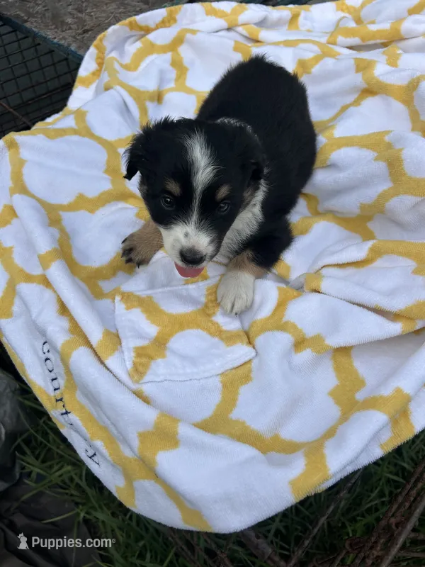 Lacy   (Please read full description) – Toy Australian Shepherd puppy for sale in Bush, LA