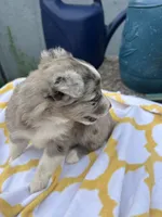 Patches  ( Please read full description), a female Toy Australian Shepherd for sale in Bush, LA – 9 of 9