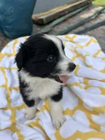 Ribbons  (Please read full desription), a female Toy Australian Shepherd for sale in Bush, LA – 6 of 6