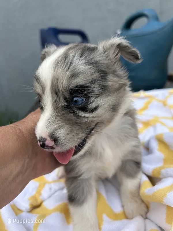 Patches  ( Please read full description) – Toy Australian Shepherd puppy for sale in Bush, LA