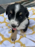 Lacy   (Please read full description), a female Toy Australian Shepherd for sale in Bush, LA – 2 of 9