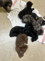 Fisher, a male Miniature Aussiedoodle for sale in Bush, LA – 3 of 4