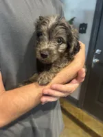 Skipper, a male Miniature Aussiedoodle for sale in Bush, LA – 1 of 3