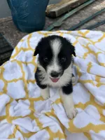 Ribbons  (Please read full desription), a female Toy Australian Shepherd for sale in Bush, LA – 5 of 6