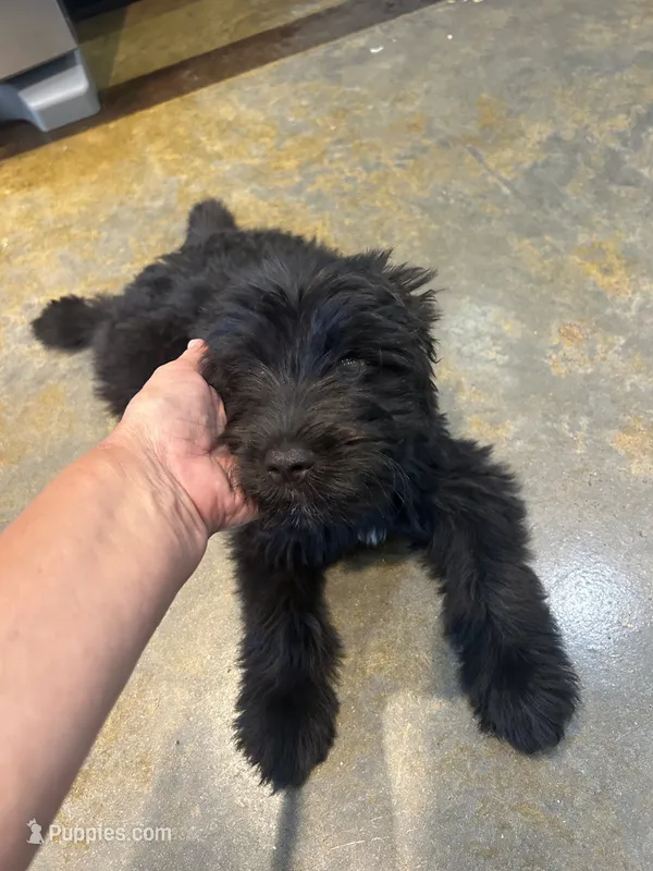 Radar – Miniature Aussiedoodle puppy for sale in Bush, LA