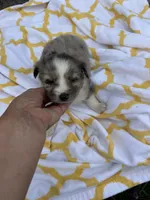 Pockets   ( Please read full description), a male Toy Australian Shepherd for sale in Bush, LA – 5 of 6