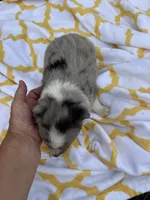 Pockets   ( Please read full description), a male Toy Australian Shepherd for sale in Bush, LA – 3 of 6