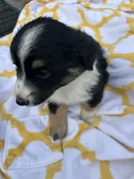 Lacy   (Please read full description), a female Toy Australian Shepherd for sale in Bush, LA – 6 of 9