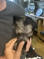 Captain, a male Miniature Aussiedoodle for sale in Bush, LA – 2 of 5