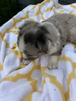 Pockets   ( Please read full description), a male Toy Australian Shepherd for sale in Bush, LA – 2 of 6