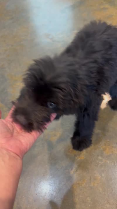 Viking, a male Miniature Aussiedoodle for sale in Bush, LA – 7 of 10