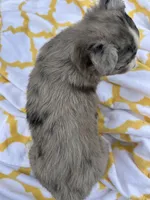 Patches  ( Please read full description), a female Toy Australian Shepherd for sale in Bush, LA – 8 of 9
