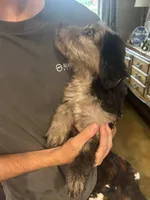 Captain, a male Miniature Aussiedoodle for sale in Bush, LA – 3 of 5