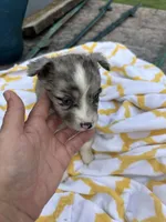 Patches  ( Please read full description), a female Toy Australian Shepherd for sale in Bush, LA – 7 of 9