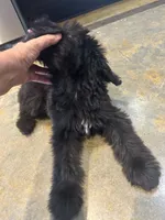 Viking, a male Miniature Aussiedoodle for sale in Bush, LA – 2 of 10