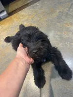 Viking, a male Miniature Aussiedoodle for sale in Bush, LA – 3 of 10