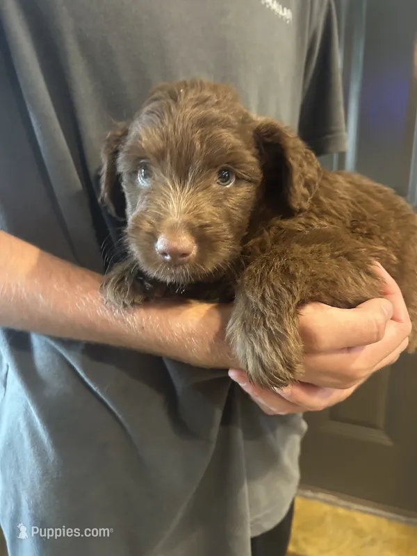 Sandy – Miniature Aussiedoodle puppy for sale in Bush, LA