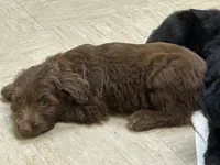 Sandy, a female Miniature Aussiedoodle for sale in Bush, LA – 2 of 4