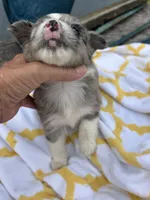 Patches  ( Please read full description), a female Toy Australian Shepherd for sale in Bush, LA – 5 of 9