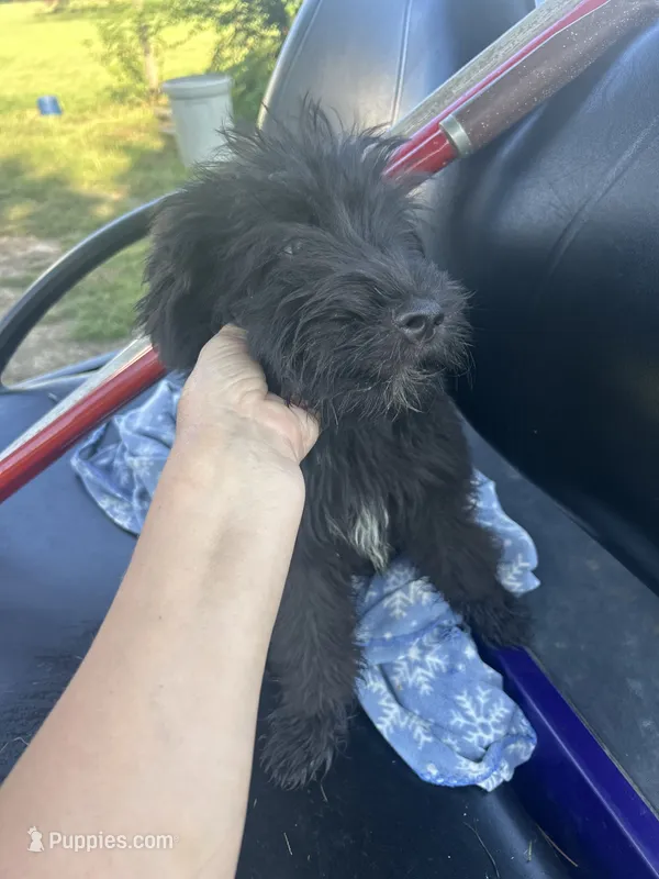 Radar – Miniature Aussiedoodle puppy for sale in Bush, LA