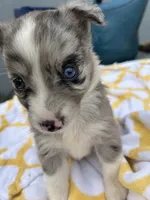 Patches  ( Please read full description), a female Toy Australian Shepherd for sale in Bush, LA – 4 of 9