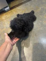 Viking, a male Miniature Aussiedoodle for sale in Bush, LA – 6 of 10