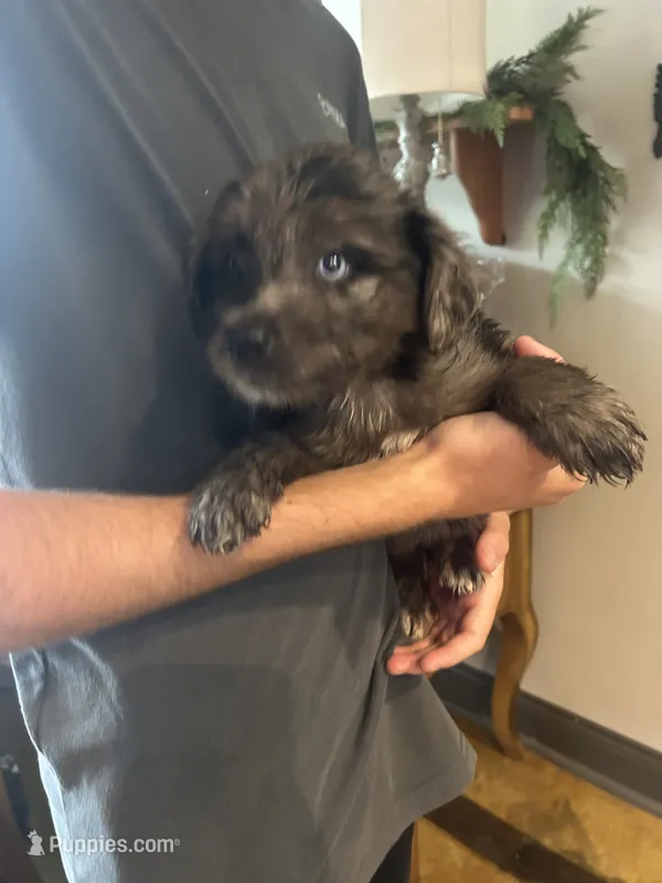 Marina – Miniature Aussiedoodle puppy for sale in Bush, LA