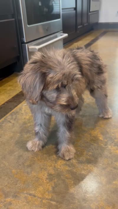 Sailor, a female Miniature Aussiedoodle for sale in Bush, LA – 4 of 7